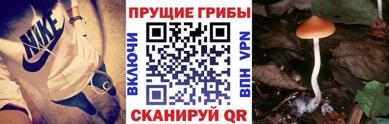 Галлюциногенные грибы Psilocybine cubensis  Кремёнки 